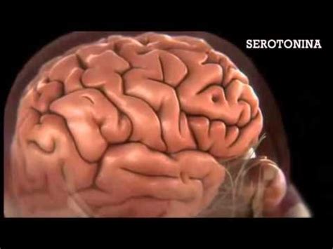 1 juegos recreativos 1.conociendo a mis compañeras 2.cinchada en cruz 3.carrera de los porotos 4.carrera de las hojas 5.dibujos en equipo 6.conquista juegos recreativos i. Trastornos del Sueño y Neurotransmisores involucrados ...