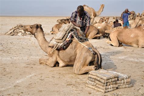 The location was very good. Expedition in the Danakil desert to explore the salt flats ...