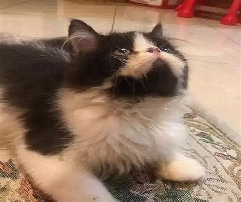 Dibagian telinga kucing persia flatnose memiliki bentukan yang kecil dan meruncing tetapi jarak antara keduannya agak berjauhan. Harga kucing persia Medium, peaknose, Flatnose umur 1, 2 ...