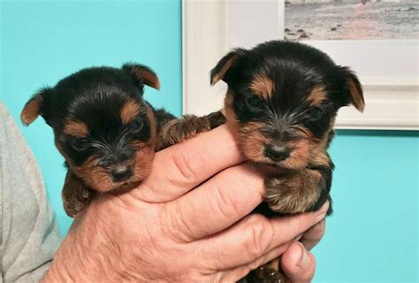 Ajjls yorkies is proud to announce that our pretty lily rose gave birth to three little yorkie puppies it can plus pastoral you how en route to teach your whippersnapper new things and maybe smooth. Yorkie Puppy For Sale Nj - PetsWall
