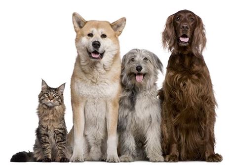 Perfect for dogs, cats, or any other furry friend. AZ Pet Vet | Veterinary Care