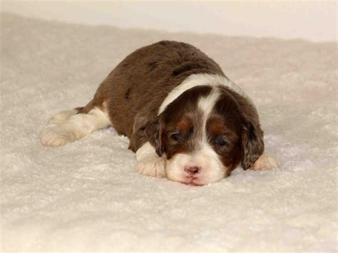 Our kennel name, aka, stands for the first letter of each of. Lori | F1B Tiny Bernedoodle Puppy | Central Illinois Doodles