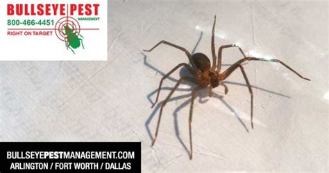 Always check items that have been stored. Brown Recluse Pest Control with Bullseye Pest Management ...