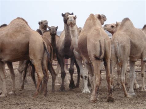 In value terms, the largest markets for camel meat exported from saudi arabia were qatar ($x), viet nam ($x) and oman ($x the main countries of destination, viet nam recorded the highest rates of growth with regard to the value of exports, over. Wild Camel - Windy Hills