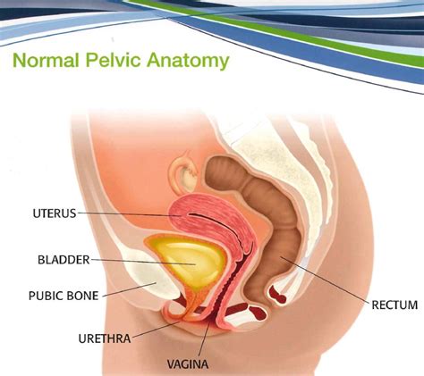 The female urethra only spans a short distance to reach the perineum. Female Pelvic Anatomy 2 - Wichita Urology