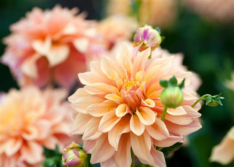 Ogni rosa è uguale a una rosa, ma chissà se, dal punto di vista della rosa, noi siamo diversi: Fiori Simili Alle Rose - Fiori Gialli Piccoli Simili Ai ...