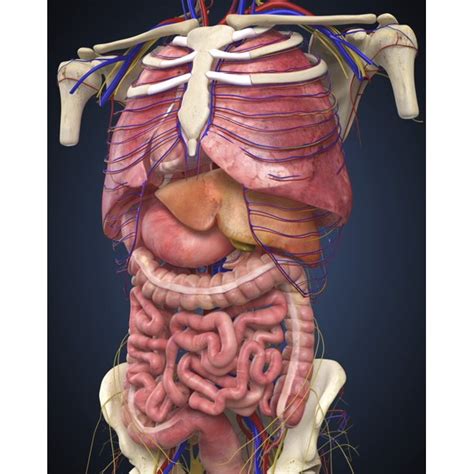 The normal arrangement of internal organs is known as situs solitus.although cardiac problems are more common, many people with situs inversus have no medical symptoms or complications resulting from the condition, and. Midsection view showing internal organs of human body ...