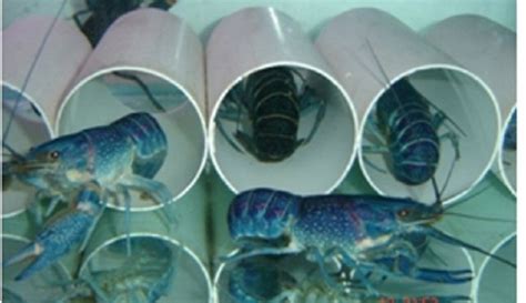 Memiliki warna cerah yang memukau dan bentuknya yang unik seolah menghipnotis para pecintanya. Siapkan Hal Ini Sebelum Budidaya Lobster Air Tawar ...