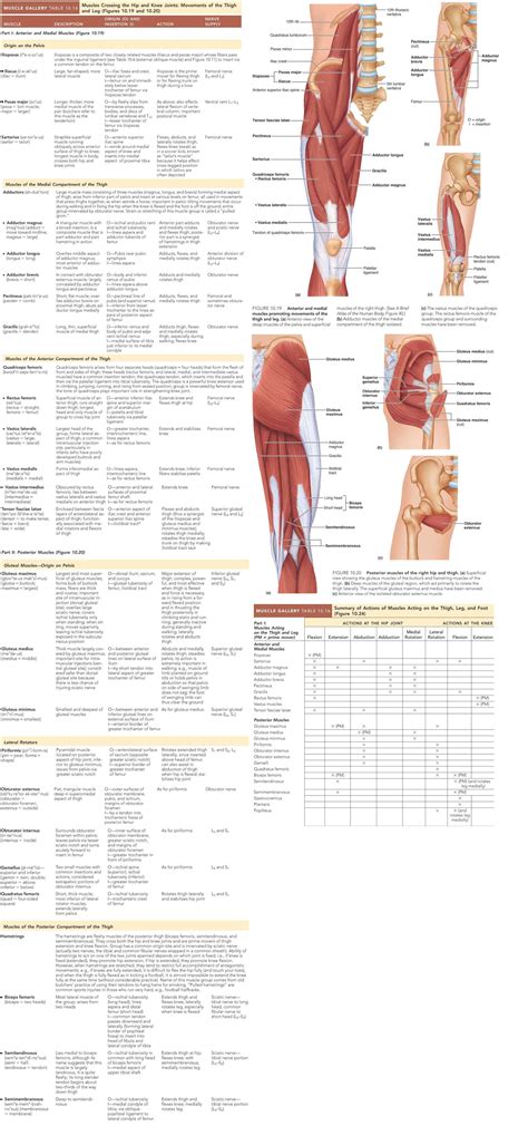 Explore the anatomy systems of the human body! Pin von Jagoda Walczyk auf 30 Day - Text Book