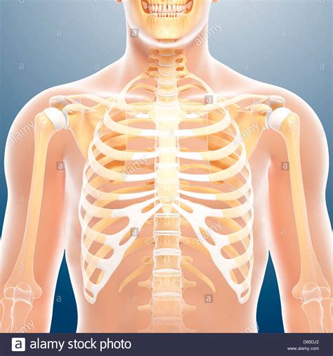 Gross anatomy of axial skeleton. Male chest bones, artwork Stock Photo - Alamy