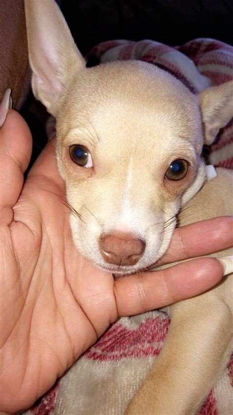 Browse tiny teacup chihuahua puppies and toy chihuahua puppies for sale by teacups, puppies & boutique! Chihuahua Puppies For Sale | Detroit, MI #328749 | Petzlover