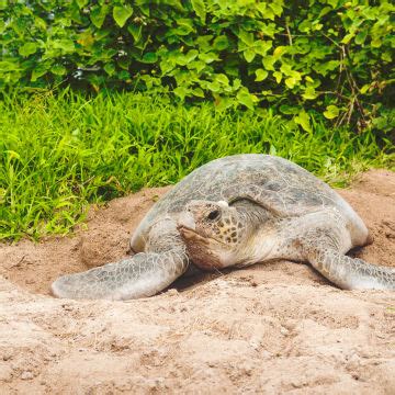 How can sea turtles hold their breath so long? 10 fascinating facts about sea turtles - Great Barrier ...