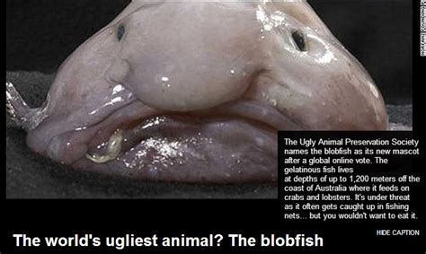 The blobfish is perhaps one of the most maligned oceanic creatures, ruthlessly teased for its appearance. Durango Texas: Blobfish Declared Mascot Of Ugly Animal ...