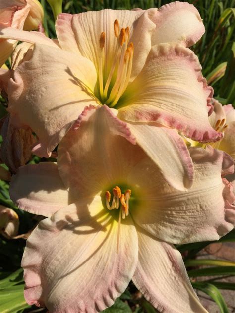 It is considered a mid to late season daylily. STELLA'S RUFFLED FINGERS - Oakes Daylilies