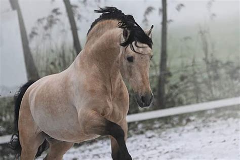 Denn schon im alten westen wurde das buckskin pony wegen seiner kräftigen gliedmaßen und eisenharten hufe sowie der fähigkeit. Buckskin (mit Bildern) | Tierbilder, Pferdefotos, Pferde