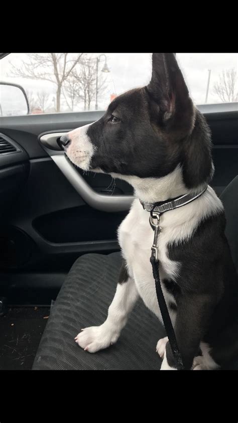 The pitbull mixed with husky loves to overcome challenges and stay focused on a task given by its owners. Meet DINHO the pitsky. #puppy #pitbull #husky #mix #pitsky ...