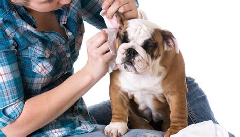Some people choose to groom their dogs at home, while others take them to professional pet want to know why, and how much do you tip them? Do You Tip Dog Groomers? Why and How Much? - Top Dog Tips