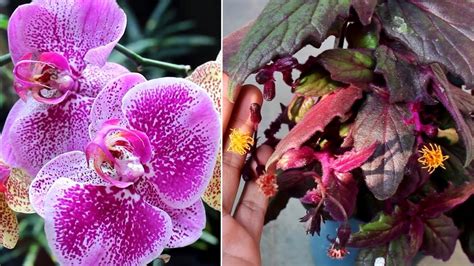 Offering tropical foliage, bright blooms and even fruit, these varieties are some of the prettiest indoor plants available. 7 Best INDOOR FLOWERING Plants to Brighten Up Your Home ...