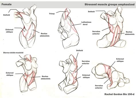 This is a table of skeletal muscles of the human anatomy. Dynamic torsos, female by ArsonAnthemKJ on DeviantArt