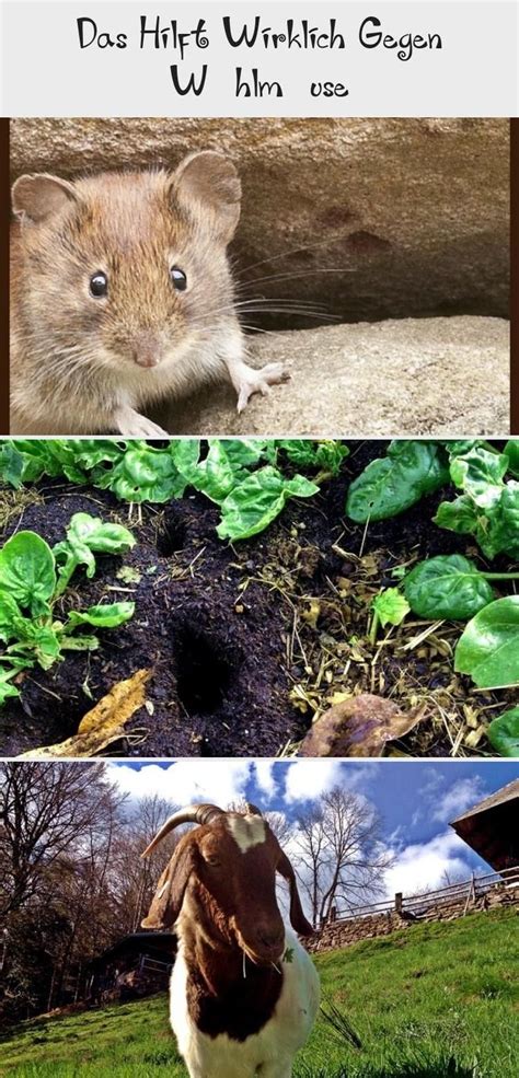 Wühlmäuse fressen gerne wurzeln, vermehren sich rasant und können so zum totalausfall der ernte im gemüsegarten führen. Wühlmäuse / Feldmäuse erfolgreich aus dem Garten ...