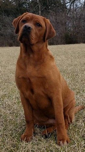 The term 'fox red' is used to describe the darkest form of a yellow labrador color. animals image by Stephanie Jones | English labrador ...