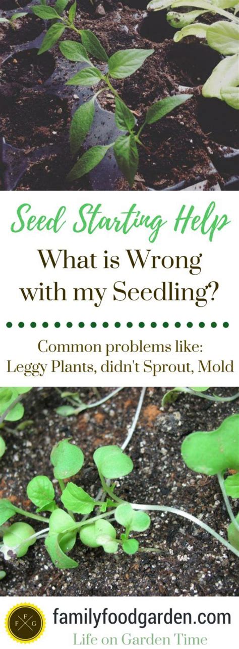 Zucchini skin is nutritious and has healthy fiber. What's Wrong with my Seedling? Fix Seed Starting Problems ...