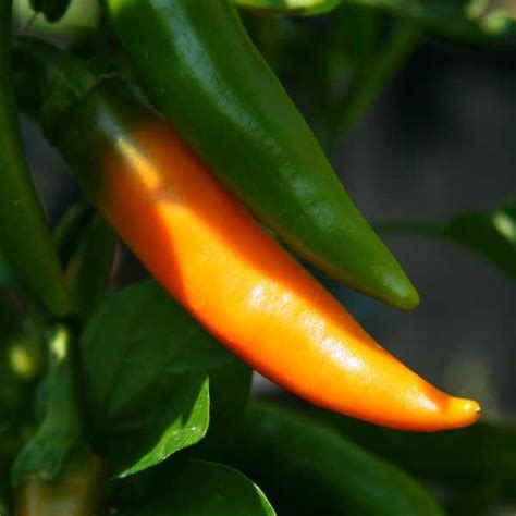 You know you're bulgarian when: Chili 'Bulgarian Carrot' Capsicum annuum