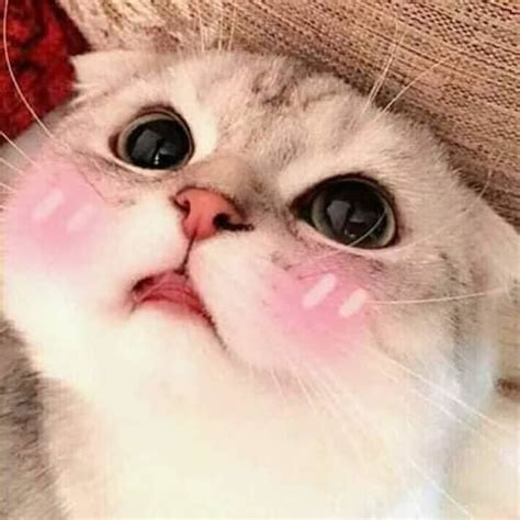 Jom ketahuinya jenis face mask sepatutnya. Topeng Muka Kucing Comel - 81021+ Nama Untuk Kucing Comel ...