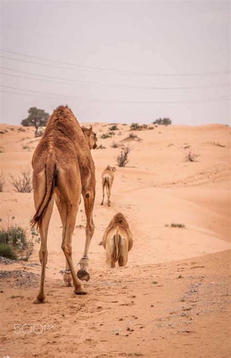 I don't know, but i expect it was the same person who said 'an elephant is a mouse designed to government specifications'. Idea by Gražina Šleinienė on Camels in 2020 | Camels ...