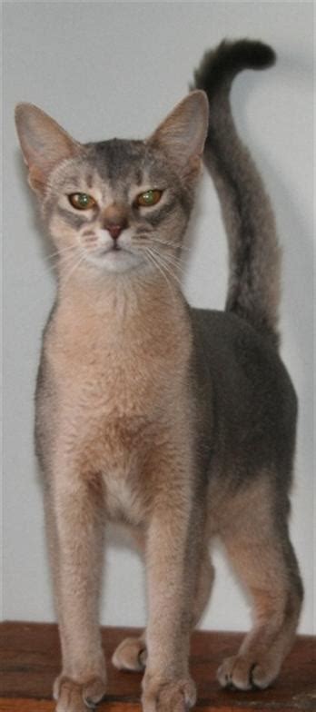 Breeding quality abyssinian kittens since 1983. Dallas TX Southern CA Abyssinian Kittens Kitten for sale