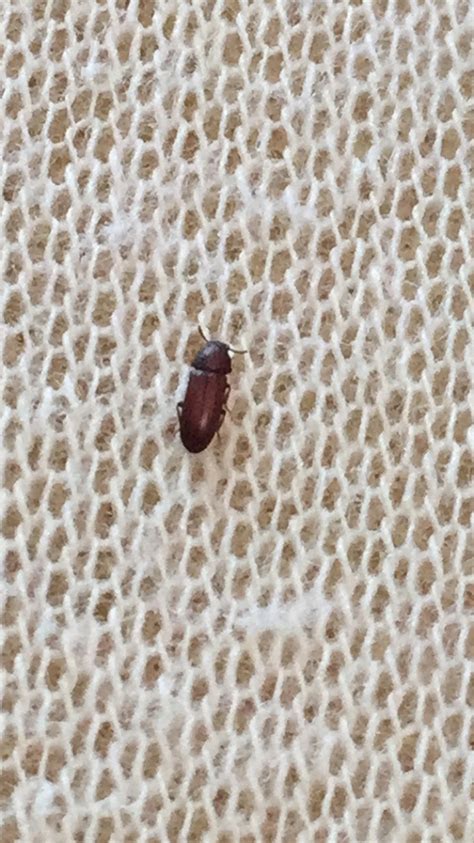 Nachdem ich nach einer knappen woche abwesendheit nach hause gekommen bin, lagen ettliche tote und lebende käfer auf dem gesamten boden verteilt (kein teppich). Kleine braune Käfer am Bett