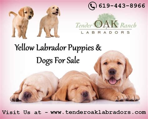 Boxer labrador retriever golden retriever german shepherd purebred mix. Yellow Lab Puppies in San Diego | Labrador puppies for sale, Labrador retriever, Labrador