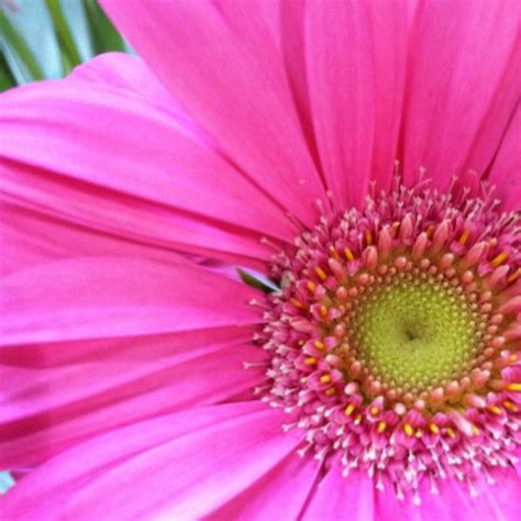 Central market flowers by perfect pots has opened a new retail shop in lancaster city, taking a spot that has been a flower shop for more than 30 years. Pin on Pictures