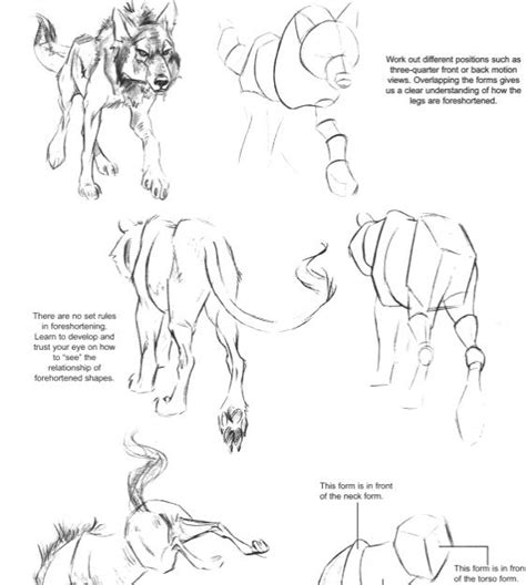 24324116 drawing jack hamm how to draw animals. Pin by Donyelle Morehouse on Drawing tutorials | Animal drawings, Drawings, Weatherly