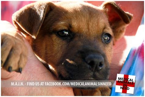 Check spelling or type a new query. Paige, Husky Mix | M.A.I.N. - Medical Animals In Need, Dog Rescue in Phoenix Arizona