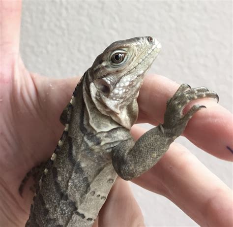 No cause it's wild and will never become friendly since it knows otherwise if being free. Cyclura Baby Maui 2015 - Reptile Function