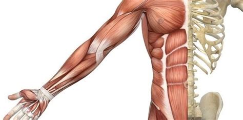 Includes 6 skin modes, skeletal system with connective tissue, and complete muscular system (including all deep muscles). PDF عضلات بدن انسان (MUSCLES) | Muscle, Male torso anatomy ...