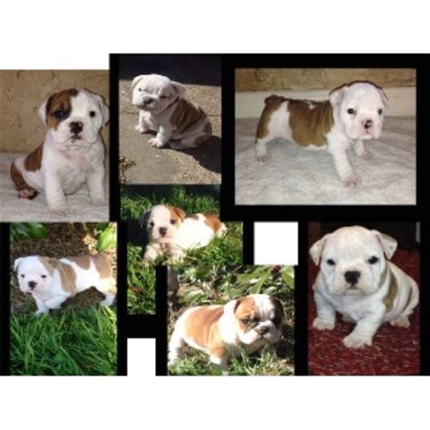 Ch champion english bulldogs stud service houston texas tx puppies for sale houston tx texas artificial insemination ovulation canine test progesterone showh quality french bulldog breeding hobby breeders of english bulldogs. Wellhead Bullies, English Bulldog Breeder in Waco, Texas