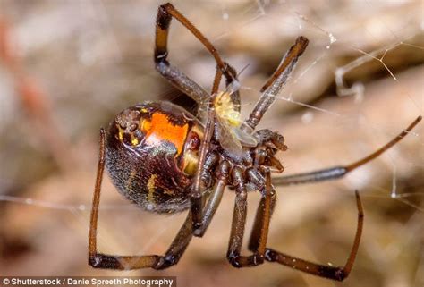 An entomologist collected samples of male and female black widows and stored them in the same container. Male spiders prefer having sex with older females | Daily ...