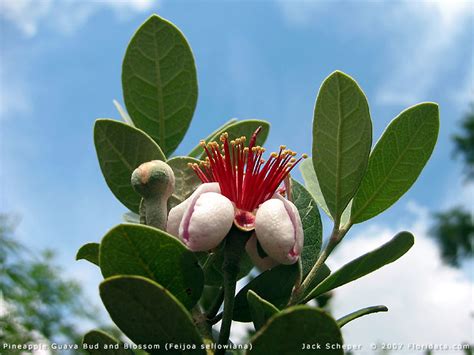 Feijoas grow best where average summer temperatures range between 80°and 90° feijos can withstand temperatures as low as 15°f. Feijoa sellowiana