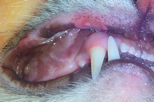 The syndrome looks as an ulcer on the mucous membrane of the lips and mouth in individuals with reduced immunity. Ulcers on the Lips of Cat - Is there Effective Methods of ...