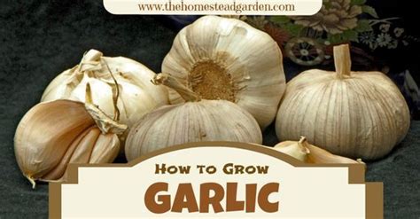 Used missy j's carob chips! How to Grow Garlic - | Growing garlic, Growing zucchini ...