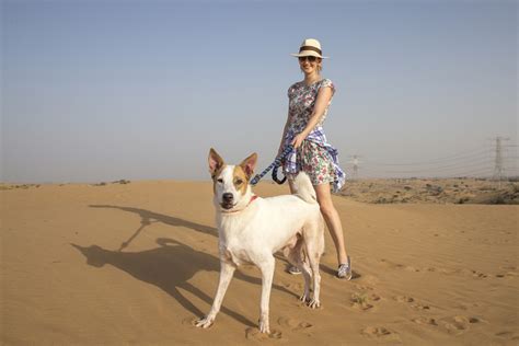 Amedelyofpotpourri: Basenji Dog Dubai