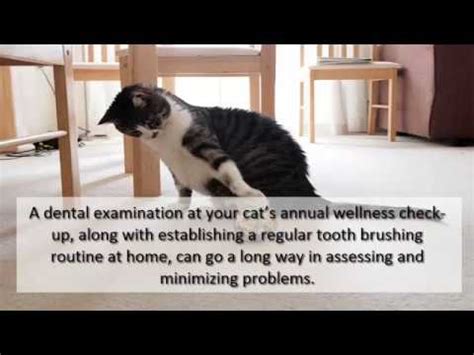 Keep your cat up to date on vaccines as recommended by your vet. Signs That Your Cat Has Dental Disease - YouTube