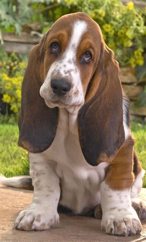 A variety of basset hound developed purely for hunting by colonel morrison was admitted to the masters of basset hounds association in 1959 via an appendix to the stud book. 18 Reasons Basset Hounds Are Actually The Worst Dogs To ...