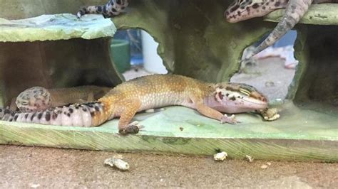 Jul 14, 2021 · how much does pet supplies plus pay? Leopard Gecko Petco - Pet's Gallery