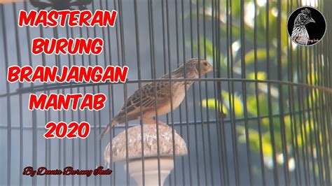 Durasi panjang jernih, master branjangan gacor menawan#masterburung, burung, suara burung, mp3 burung,. Masteran burung branjangan mantab 2020 - YouTube