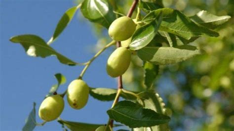 Jenis pokok berbuah tidak bermusim. Sudah Kenal Pohon Bidara? Yuk Intip Manfaat dan 5 Cara ...