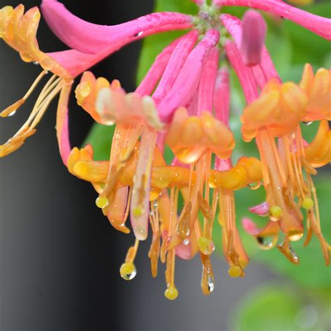 Nectar is a drink consumed by the gods. Crafters Choice™ Honeysuckle & Nectar Fragrance Oil 729 ...