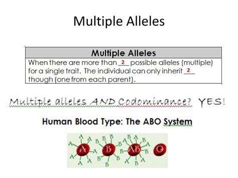 For the following boxes, fill in the below information regarding each blood type. Multiple Allele Worksheet Answers - worksheet
